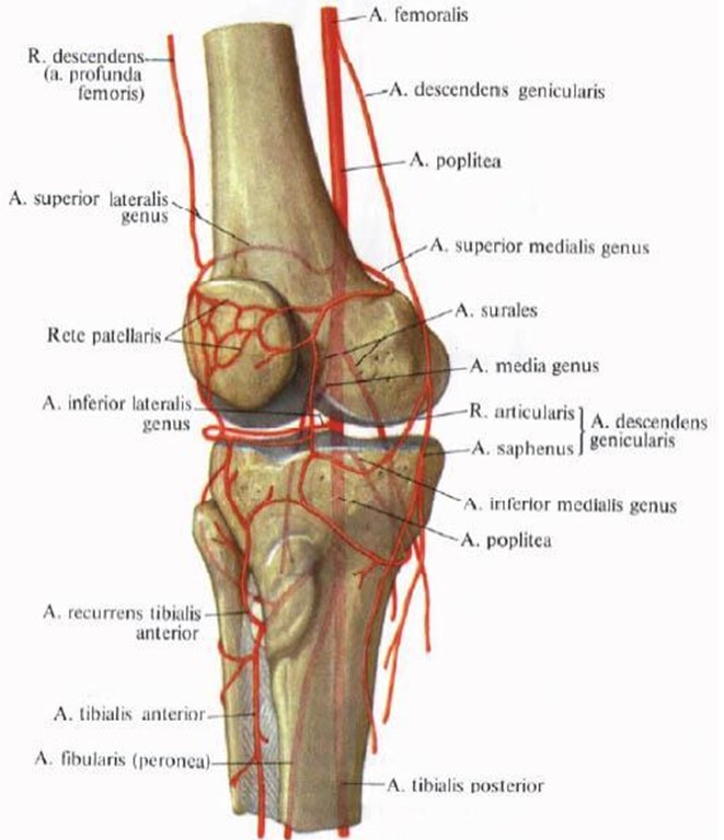 Кровоснабжение коленного сустава схема